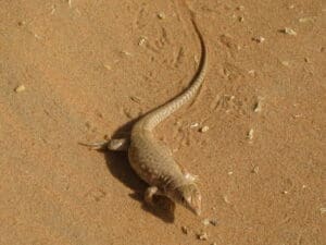 Sand fish in Liwa