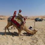 Camel rides in Abu Dhabi