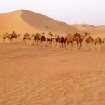Camel Caravan