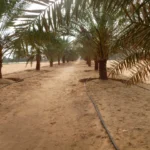 Date Farm Liwa