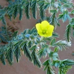 Tribilus